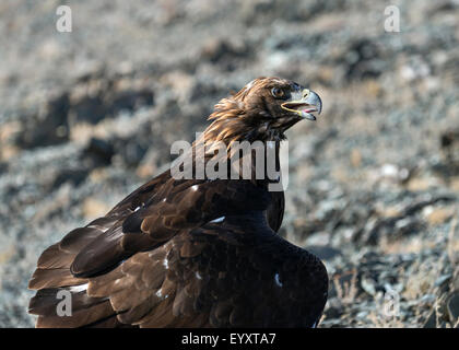 Ausgebildete Adler sitzt auf den Steppen wartet auf seinen kasachischen Trainer, westlich von Ölgii, westliche Mongolei Stockfoto