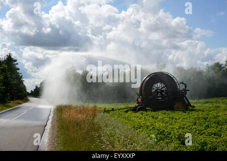 Dänischer Sommer, wenn die Pflanzen im Feld benötigt Wasser eines landwirtschaftlichen Bewässerungssystems, die beste Ausbeute zu geben. Bewässerung Stockfoto