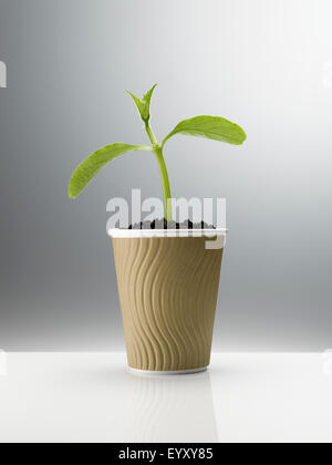 Pflanze sprießen im verfügbaren Kaffeetasse Stockfoto