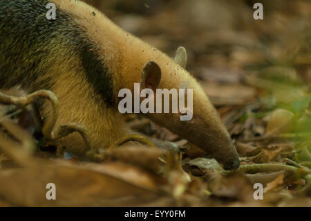 Tamandua Tetradactyla, Collared Anteater, Araras Lodge, Pantanal, Brasilien Stockfoto