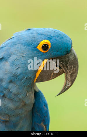 Anodorhynchus Hyacinthinus, Hyazinthara, Araras Lodge, Pantanal, Brasilien Stockfoto