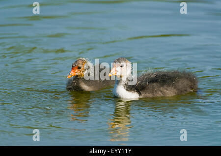 Eurasische Blässhuhn (Fulica Atra), junge Vögel schwimmen, Thüringen, Deutschland Stockfoto