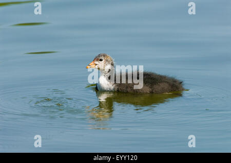 Eurasische Blässhuhn (Fulica Atra), Jungvogel schwimmen, Thüringen, Deutschland Stockfoto