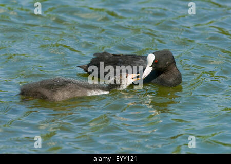 Eurasische Blässhuhn (Fulica Atra), adult füttern Jungvogel im Wasser, Thüringen, Deutschland Stockfoto