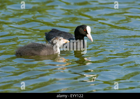 Eurasische Blässhuhn (Fulica Atra), Jungvogel und Altvogel schwimmen, Thüringen, Deutschland Stockfoto