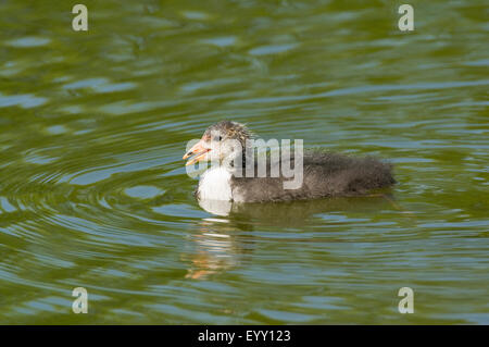 Eurasische Blässhuhn (Fulica Atra), Jungvogel schwimmen, Thüringen, Deutschland Stockfoto