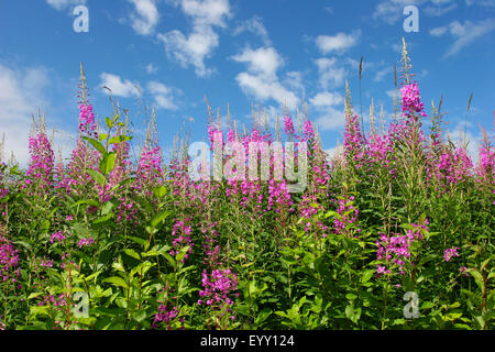 Weidenröschen (Epilobium Angustifolium, Chamerion Angustifolium), Blüte, Thüringen, Deutschland Stockfoto