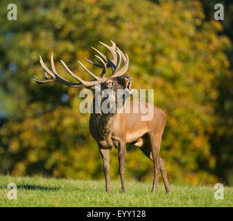 Rothirsch (Cervus Elaphus) brüllen während der Brunftzeit, Gefangenschaft, Niedersachsen, Deutschland Stockfoto