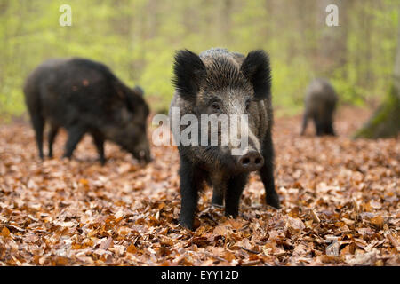 Wildschwein (Sus Scrofa), sät im Frühling, Wald, in Gefangenschaft, North Rhine-Westphalia, Germany Stockfoto