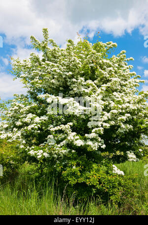 Gemeinsamen Weißdorn (Crataegus Monogyna), blühend, Thüringen, Deutschland Stockfoto