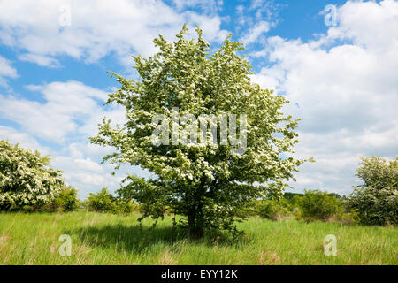 Gemeinsamen Weißdorn (Crataegus Monogyna), blühend, Thüringen, Deutschland Stockfoto