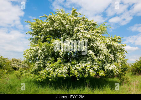 Gemeinsamen Weißdorn (Crataegus Monogyna), blühend, Thüringen, Deutschland Stockfoto