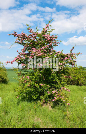 Gemeinsamen Weißdorn (Crataegus Monogyna) mit rosa Blüten, Thüringen, Deutschland Stockfoto