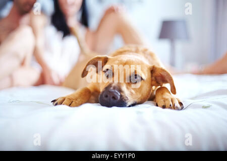 Niedlichen Hund auf Bett Stockfoto