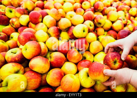 Nahaufnahme von Händen Sie Äpfel im Markt auswählen Stockfoto