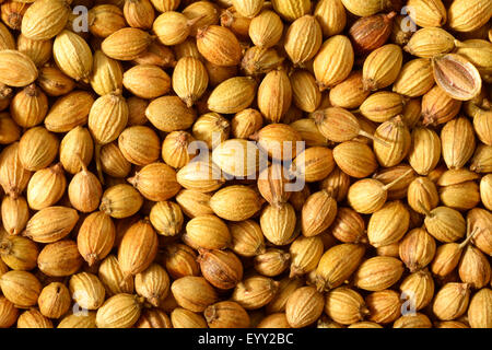 Nahaufnahme von geröstetem Koriandersamen. Stockfoto