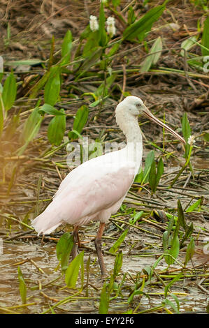 Platalea Ajaja, Juvenile rosige Löffler, Transpantaneria Autobahn, Pantanal, Brasilien Stockfoto