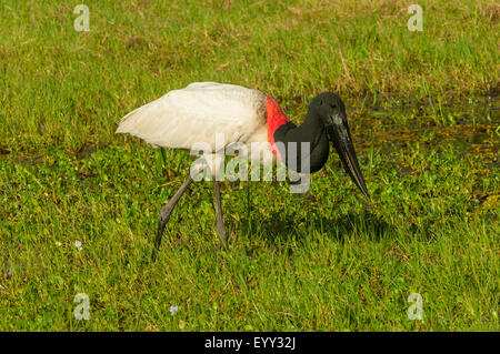 Jabiru Mycteria, Jabiru, Araras Lodge, Pantanal, Brasilien Stockfoto