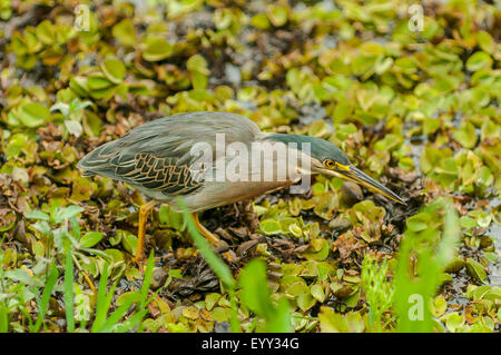 Butorides Striata, gerastert Heron, Araras Lodge, Pantanal, Brasilien Stockfoto