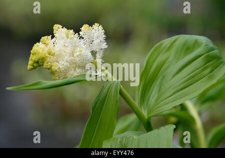 Falsches Salomonssiegel - Maianthemum Racemosum Native der nordamerikanischen Wälder Stockfoto