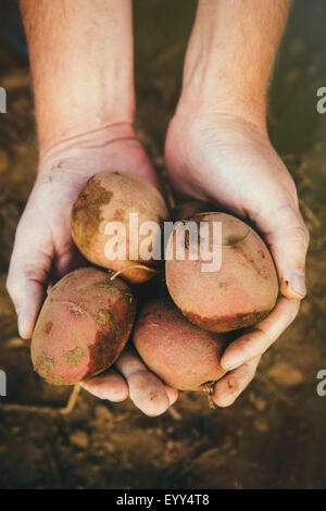 Nahaufnahme von Händen mit geernteten Kartoffeln Stockfoto