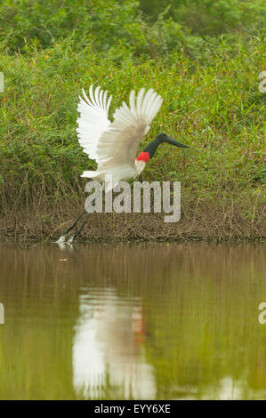 Jabiru abheben, Cuiaba River, Pantanal, Brasilien Stockfoto