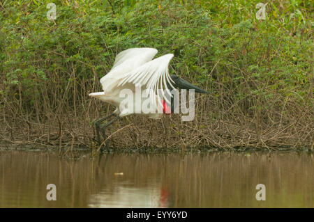 Jabiru abheben, Cuiaba River, Pantanal, Brasilien Stockfoto