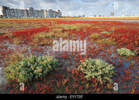 Jährliche Seablite, jährliche Sea-Blite, krautigen Sea-Blite (Suaeda Maritima), auf Schlamm flache, Belgien Stockfoto