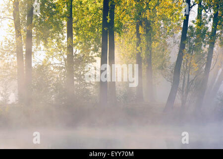 Espe, Pappel (Populus spec.), alte Fluss am nebligen Morgen, Belgien Stockfoto