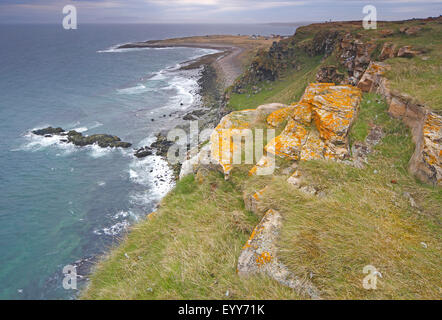 Cliffbirds, Birdcolony oben auf der Steilküste, Norwegen Stockfoto