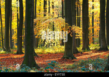 Rotbuche (Fagus Sylvatica), Buchenwald im Herbst, Belgien, Ardennen, Beukenbos Stockfoto