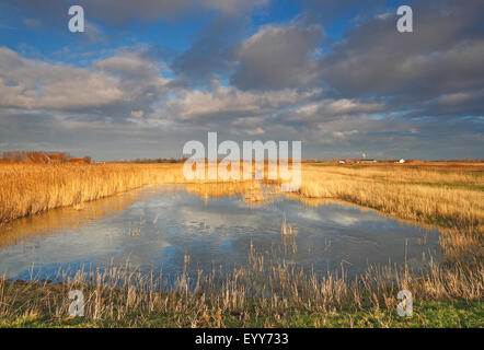 Feuchtgebiete in Uitkerkse Polder, Belgien Stockfoto