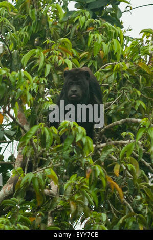 Alouatta Caraya, männlich schwarz und Gold Brüllaffen, Cuiaba River, Pantanal, Brasilien Stockfoto