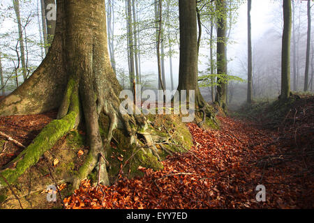 Rotbuche (Fagus Sylvatica), Wurzeln der Buche, Wald im Herbst, Belgien, Ardennen Stockfoto