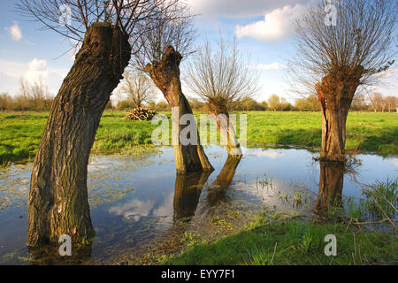 Weide, Korbweide (Salix spec.), Willow Baumreihe in Teich, Leiemeersen Naturschutzgebiet, Belgien Stockfoto