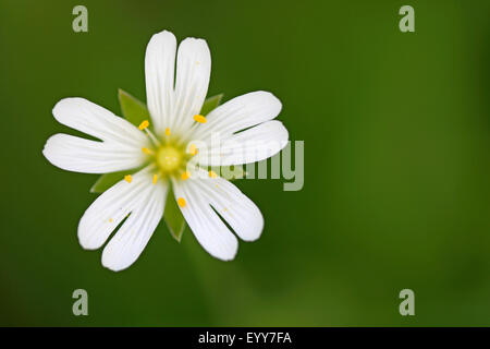Easterbell Hahnenfußgewächse, größere Stitchwort (Stellaria Holostea), Blume, Belgien Stockfoto