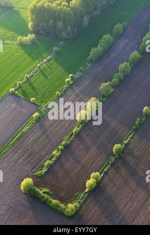 Aspen, Pappeln (Populus spec.), Luftbild, Wiesen, Felder und Pappel Hain, Belgien Stockfoto