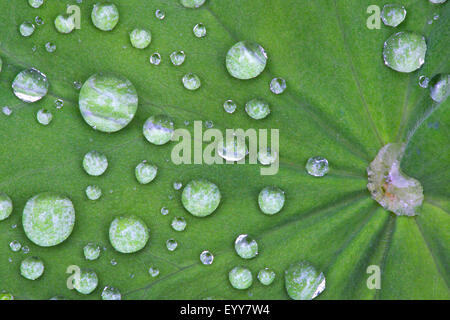 Frauenmantel (Alchemilla spec.), Tröpfchen auf Blatt, deuschla Stockfoto