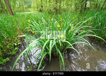 gelbe Iris, gelbe Flagge (Iris Pseudacorus), im Bach Wald, Belgien Stockfoto