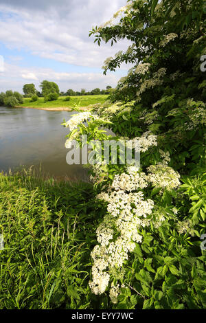 Europäischen schwarzen Holunder, Holunder, gemeinsame Holunder (Sambucus Nigra), Blüte am Flussufer, Belgien Stockfoto