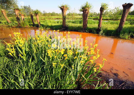 gelbe Iris, gelbe Flagge (Iris Pseudacorus), Blüte gelbe Iris mit Pollard Weide Bäume, Belgien Stockfoto