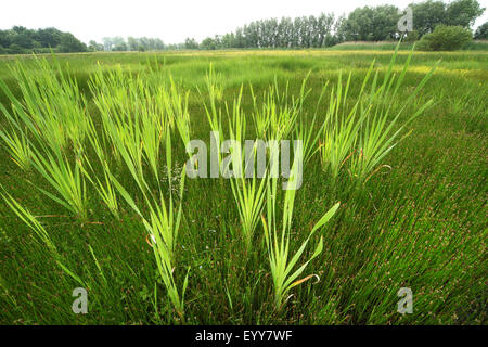 gemeinsamen Rohrkolben, breitblättrigen Rohrkolben, breitblättrigen Katze-Tail, große Reedmace, Rohrkolben (Typha Latifolia), auf einer Mearsh Wiese, Belgien Stockfoto