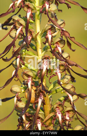 Lizard Orchid (Himantoglossum Hircinum), Detail des Blütenstands, Frankreich Stockfoto