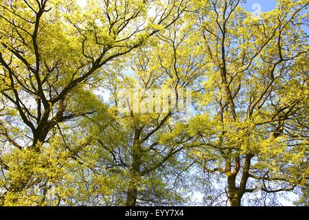 Stieleiche, pedunculate Eiche, Stieleiche (Quercus Robur), im Frühjahr bei Sonnenschein, Frankreich Stockfoto