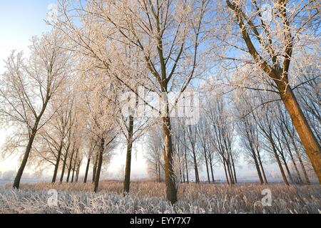 Espe, Pappel (Populus spec.), eingefroren, Pappeln (Populus) und Reed Fringe (Phragmites Australis), Belgien Stockfoto