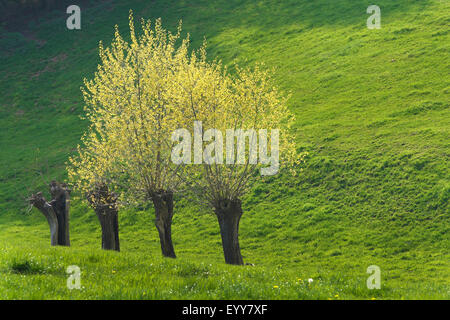 Weide, Korbweide (Salix spec.), Reihe von Weiden im Frühling, Belgien Stockfoto