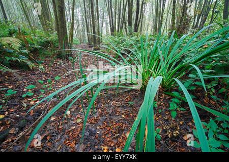 gelbe Iris, gelbe Flagge (Iris Pseudacorus), im Bach Wald, Belgien Stockfoto