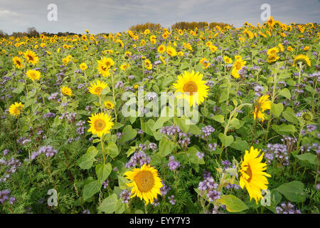 gewöhnliche Sonnenblume (Helianthus Annuus), Sonnenblumenfeld mit Phacelia, Belgien Stockfoto