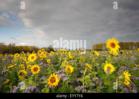 gewöhnliche Sonnenblume (Helianthus Annuus), Sonnenblumenfeld mit Phacelia, Belgien Stockfoto