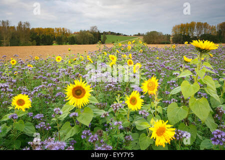 gewöhnliche Sonnenblume (Helianthus Annuus), Sonnenblumenfeld mit Phacelia, Belgien Stockfoto